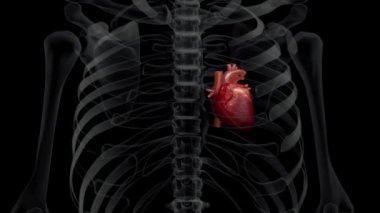 bir insan (x-ray) göğüs ve çarpan kalbiyle 3D animasyon