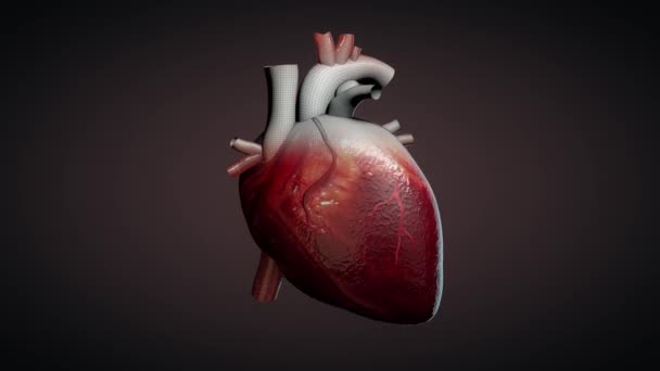 Animace Tlukot Lidského Srdce — Stock video
