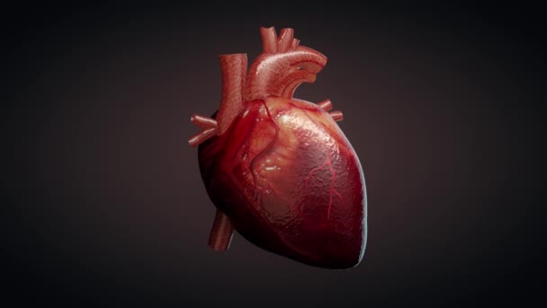Animación Corazón Humano Latiendo — Vídeo de stock
