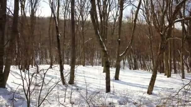 Winterwald Bewegung — Stockvideo