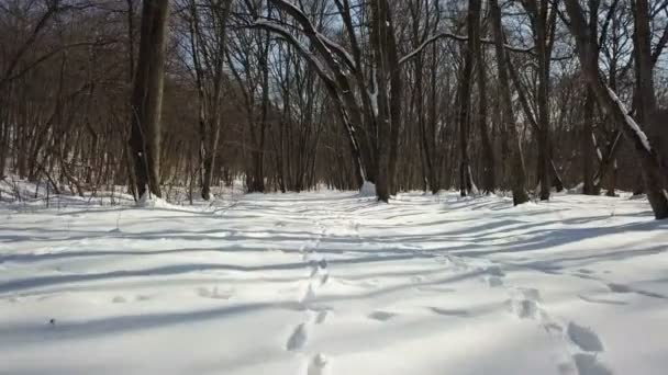 Floresta Inverno Movimento — Vídeo de Stock