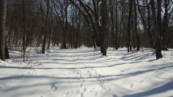 冬季森林运动 — 图库视频影像