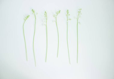 Bir sürü çiçek çanı olan ince bir sapı var. Vadinin beyaz zambakları. Konvallaria 'da. Arka plan fotoğrafı. Yeşil yapraklar. Orman çiçeği. Bahçe için süslemeler. Flora. Kavramsal fikir.
