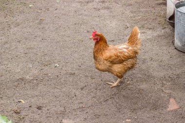 Köydeki evin yakınındaki avluda kahverengi tavuk. Kümes hayvanlarının doğal ortamı. Tahılları gagalıyorum. Oda servisi..