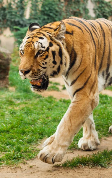 Bengaalse Tijger Gonna Jacht — Stockfoto