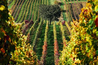 Üzüm bağları sonbaharında şafak yalnız ağacında. Güney Moravia.Czech Cumhuriyeti.