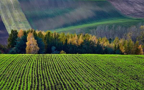 秋の茂みや丘を背景に冬の作物 南モラヴィア チェコ共和国 — ストック写真