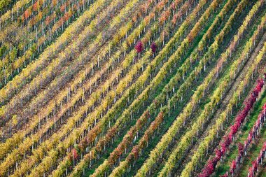 Sonbahar, Güney Moravia.Czech Cumhuriyeti bağ.