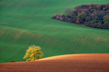 Günbatımında yeşil tepeler ve sonbahar çalı arka plan üzerinde parlayan altın Bush. Kyjov South Moravia'deki / Çek Cumhuriyeti.