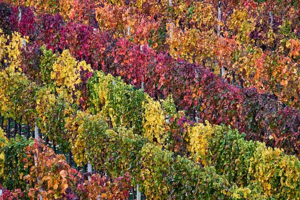 Vignoble Automne Moravie Sud République Tchèque — Photo