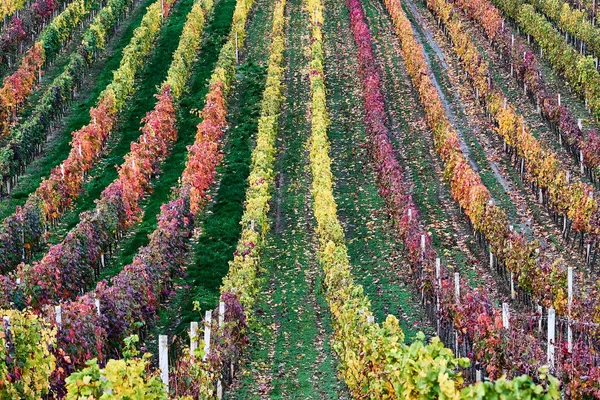 Виноградник Осенью Южная Моравия Чешская Республика — стоковое фото