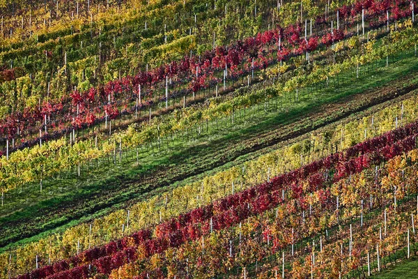 Виноградники Осінь Південна Moravia Czech Республіка — стокове фото
