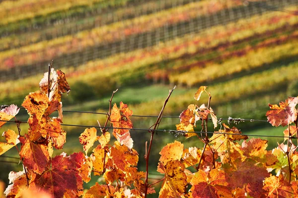 Červené Hroznové Listy Pozadí Řádků Vinné Révy Podzim Moravia Czech — Stock fotografie