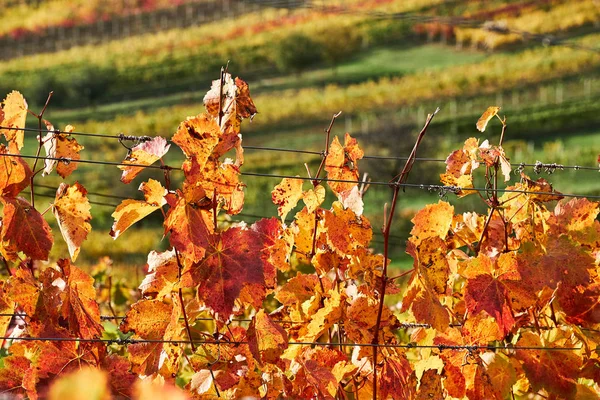 Красный Виноград Листья Фоне Рядов Винограда Осенью — стоковое фото