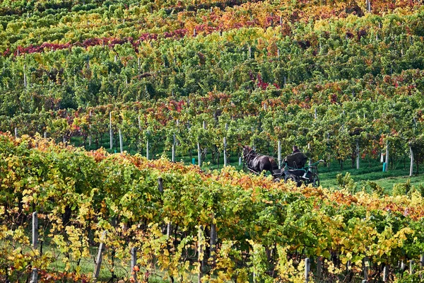 Homme Chariot Tiré Par Des Chevaux Déplaçant Travers Les Vignes — Photo