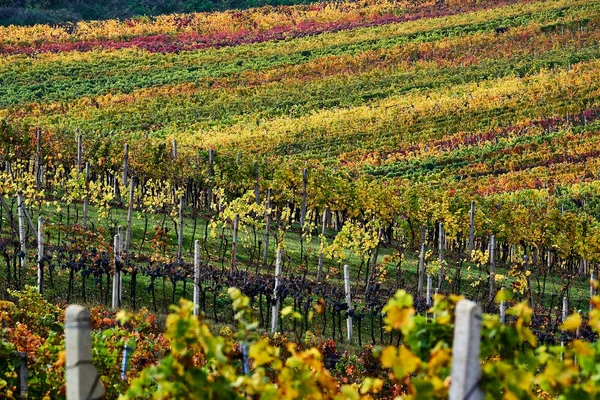 Vinice Podzimní Moravia Czech Česká Republika — Stock fotografie