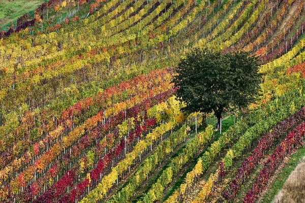 Schöner Apfelbaum Den Weinbergen Der Morgendämmerung Herbst Südmähren Tschechische Republik — Stockfoto