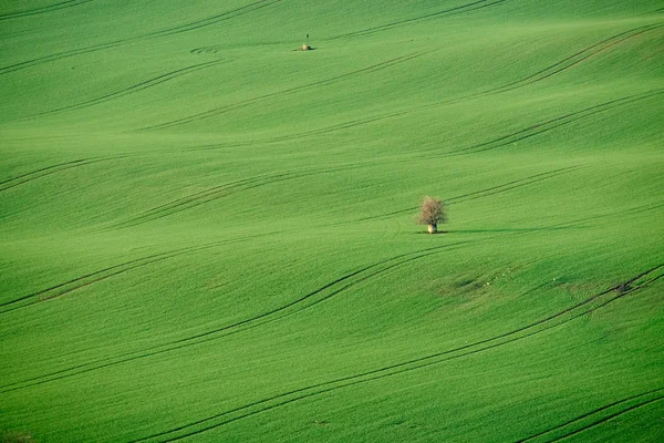 Mähriska Gröna Fält Och Unga Träd South Moravia Tjeckien — Stockfoto