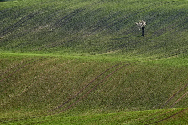 緑の草 春の丘 朝日で強調表示され 緑の草の背景に白の花木 南モラヴィア州 チェコ共和国 — ストック写真