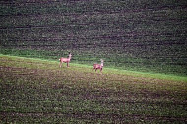 Avrupa Karaca yeşil çim alanları. Güney Moravian.Czech Cumhuriyeti.