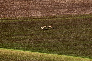 Üç Avrupa Güney Moravia.Czech Cumhuriyeti alanlarında çevrelerde çevresinde çalışan Karaca,.
