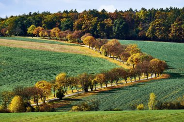 Yeşil alanları, otomatik yol ve sokak sonbahar ağaçlar, South Moravia, Çek Cumhuriyeti kırsal manzara