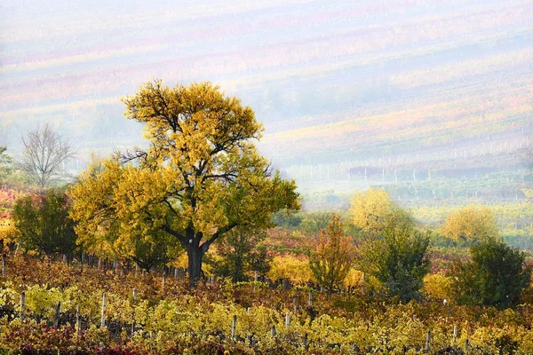 Rangées Colorées Vignes Automne Arbre Jaune Dans Brouillard Parmi Les — Photo