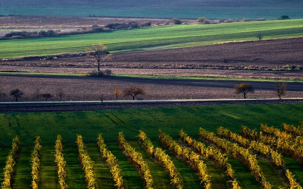 Piękny Kolorowy Krajobraz Jesień Winnic Droga Między Fieldssouth Moraw Czech — Zdjęcie stockowe