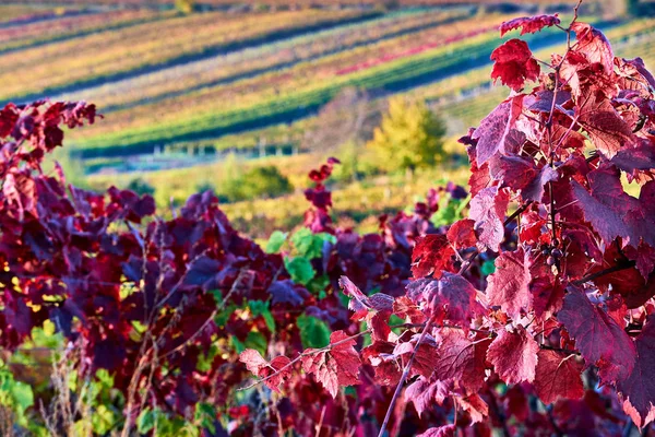 Красный Виноград Листья Фоне Рядов Винограда Осенью — стоковое фото