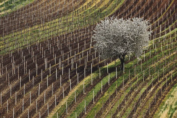 Début Printemps Premier Pommier Fleurs Blanc Sur Fond Moravie Sud — Photo