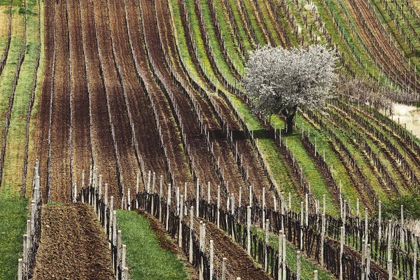 Början Våren Och Första Blommande Trädet Vit Blommande Äppelträd Bakgrunden — Stockfoto