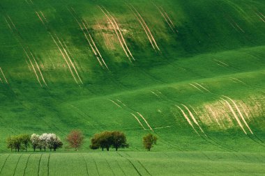 Güneşli hills alanları ve çiçeği elma ağaçlarının arka planlar veya duvar kağıtları, doğal mevsimlik peyzaj için uygun haddeleme. Güney Moravia, Çek Cumhuriyeti