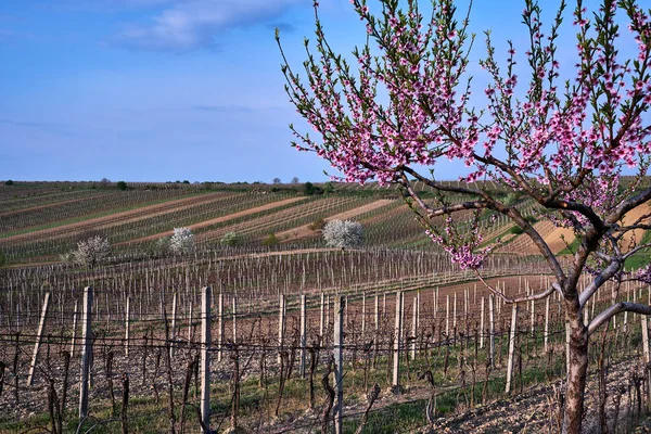 Flor de primavera cerejeira em vinheda.Morávia do Sul. República Checa . — Fotografia de Stock