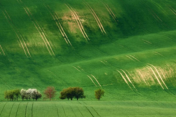 Sanfte Sonnige Hügel Mit Feldern Und Blühenden Apfelbäumen Geeignet Für — Stockfoto