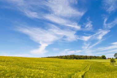Yaz, taze yeşil buğday alan yaz gün boyunca çayır.