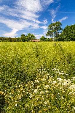 Yaz, taze yeşil buğday alan yaz gün boyunca çayır.