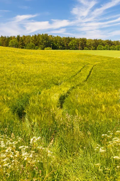 夏の日の中に夏、新鮮な緑の麦畑の草原. — ストック写真