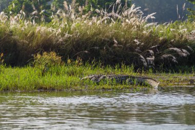 Chitwacrocodilen, Nepal: Rapti nehirdeki timsah