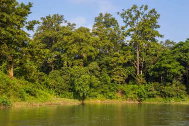 Harika bir manzara içinde orman Chitwan, Nepal. 