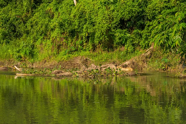 Belle vue à l'intérieur de la forêt à Chitwan, Népal . — Photo