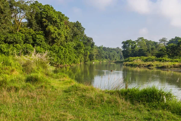 Belle vue à l'intérieur de la forêt à Chitwan, Népal . — Photo