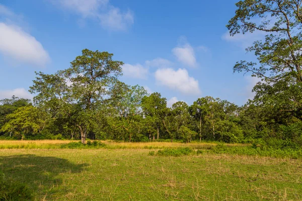Beautiful view inside of the forest in the Chitwan, Nepal — Stock Photo, Image