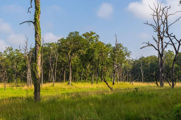 Schöner Blick in den Wald im Chitwan, Nepal — Stockfoto