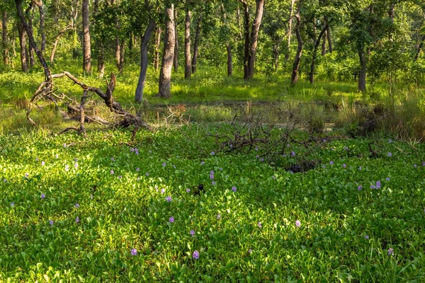 Belle vue à l'intérieur de la forêt dans le Chitwan, Népal — Photo