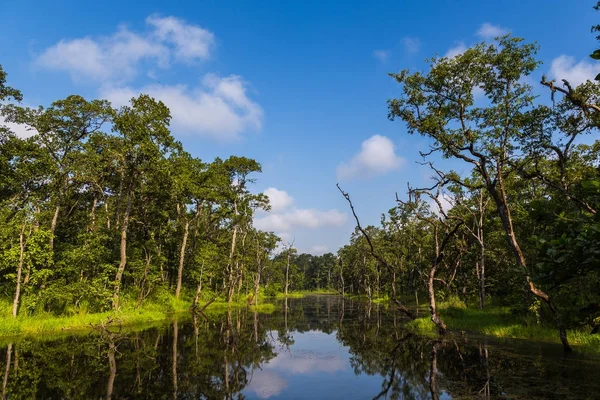 Chitwan, Nepal ormanda içinde güzel manzara