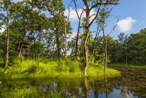 Belle vue à l'intérieur de la forêt dans le Chitwan, Népal — Photo