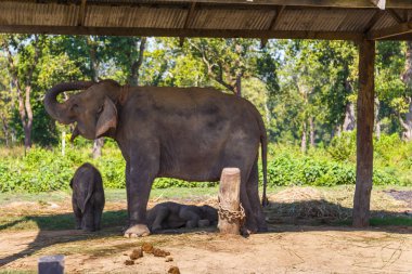 Fil Royal Chitwan Milli Parkı, Nepal