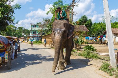 Turist bekleyen fil Kılavuzu.