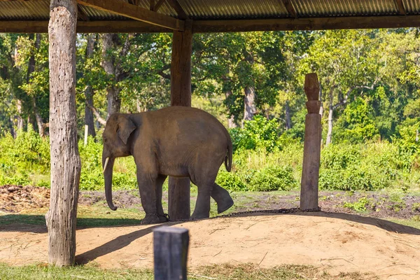 Elephant in the Royal Chitwan National Park, Nepal