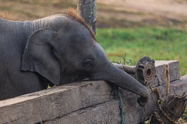 Elephant in the Royal Chitwan National Park, Nepal